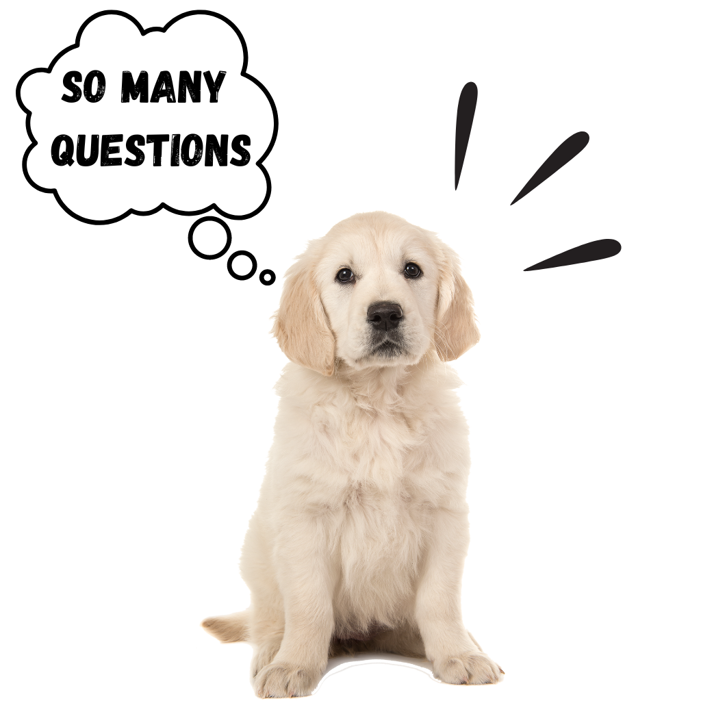 Labrador puppy with a buble that says "so many questions"