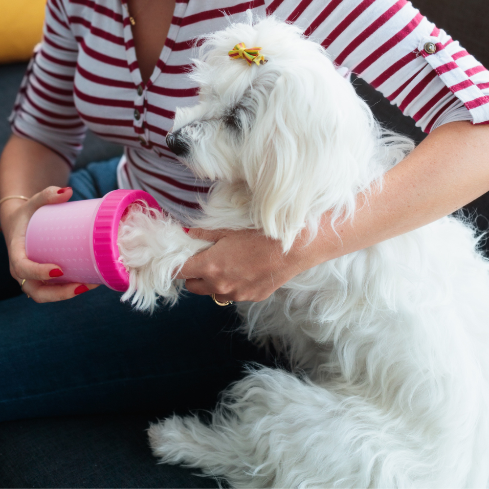 a poodle with the owner cleaning his paw with a Dog Paw Cleaner