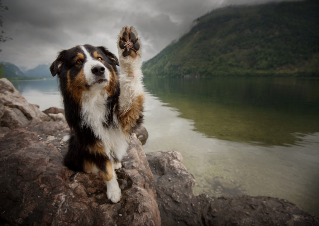 Dog near a lake lifting and showing his paw as if to say take care of dog paw infection