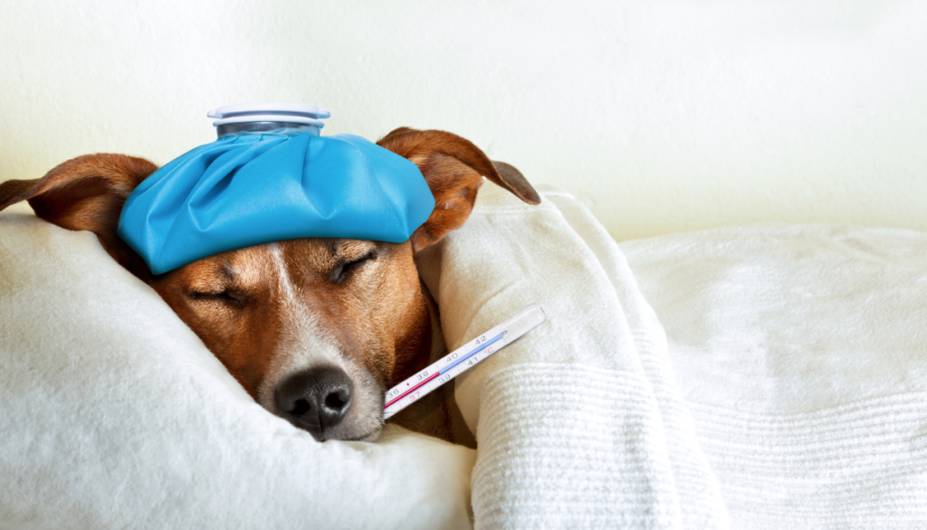 dog feeling sit, sleeping under ablanket with a termometer in his mouth