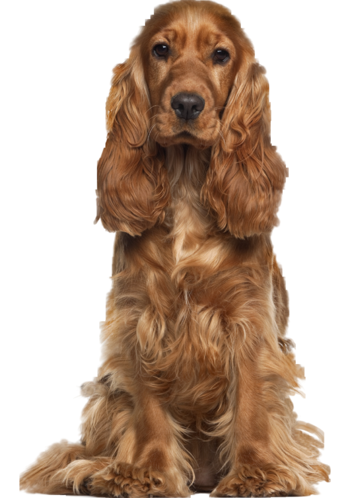 Cocker Spaniel sitting. This dog may require additional attention in cleaning his paws