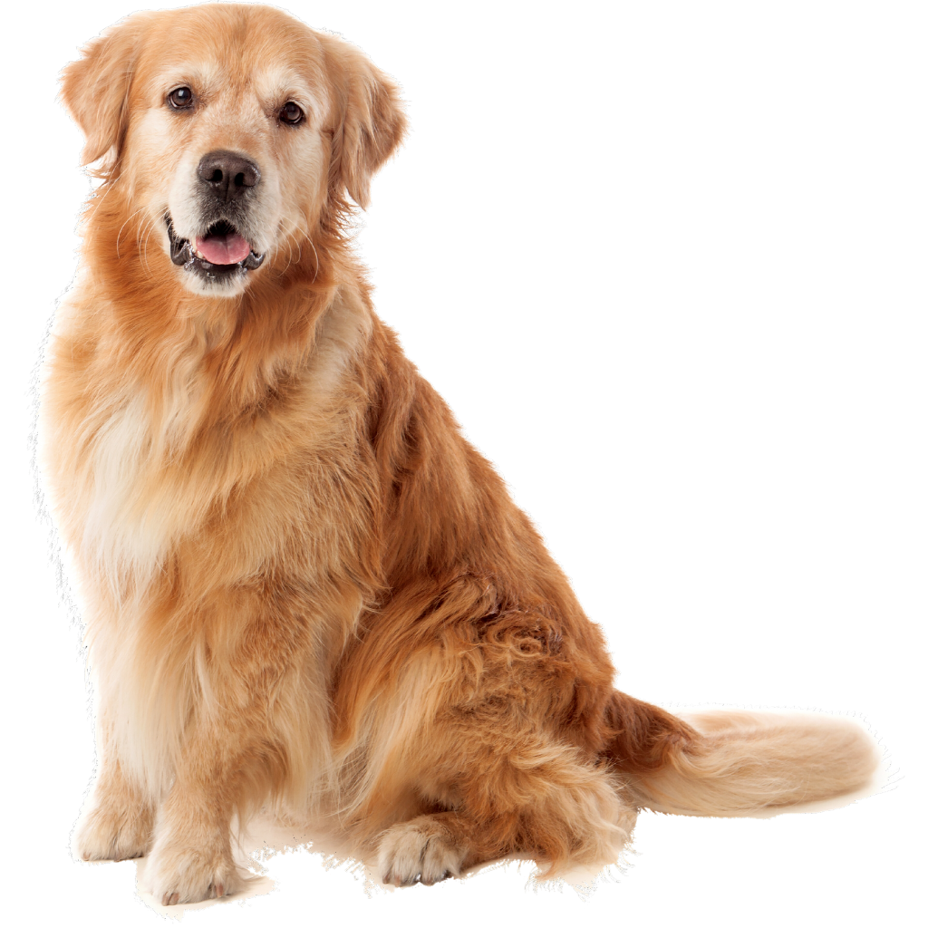 golden retriever dog sitting. This breed is prone to accumulate dirt in his paws