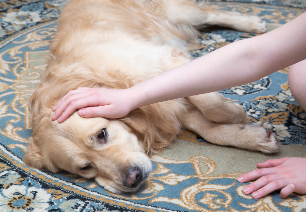 Dog feeling seek might require a Antibiotic Ointments for dogs